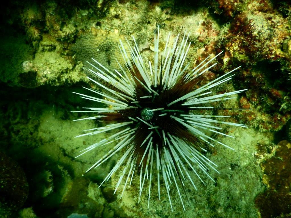 アイレイ リゾート パヤム島 エクステリア 写真