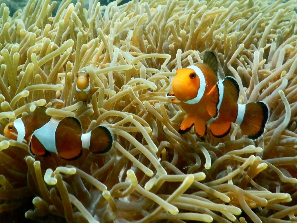 アイレイ リゾート パヤム島 エクステリア 写真