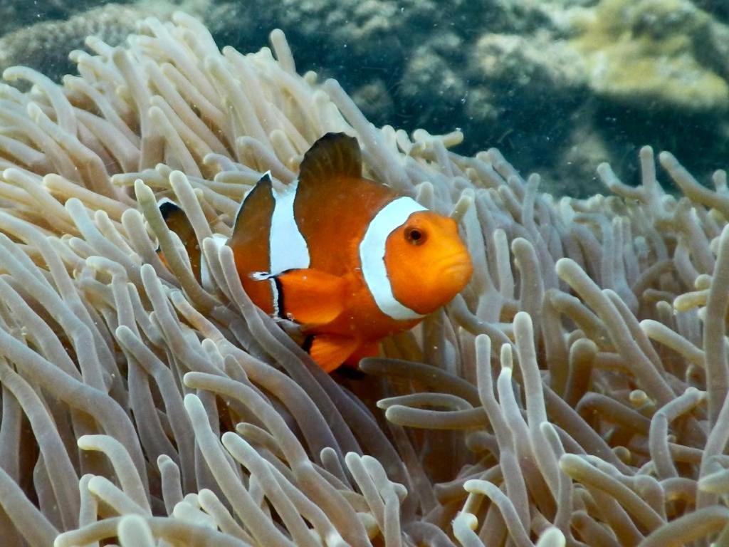 アイレイ リゾート パヤム島 エクステリア 写真